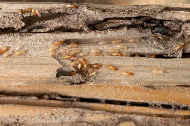 Best Ant Control Services  in Fayette, IA